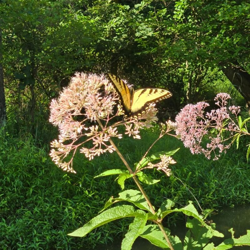 Joe Pye Weed Brings Butterflies To Late Summer Gardens
