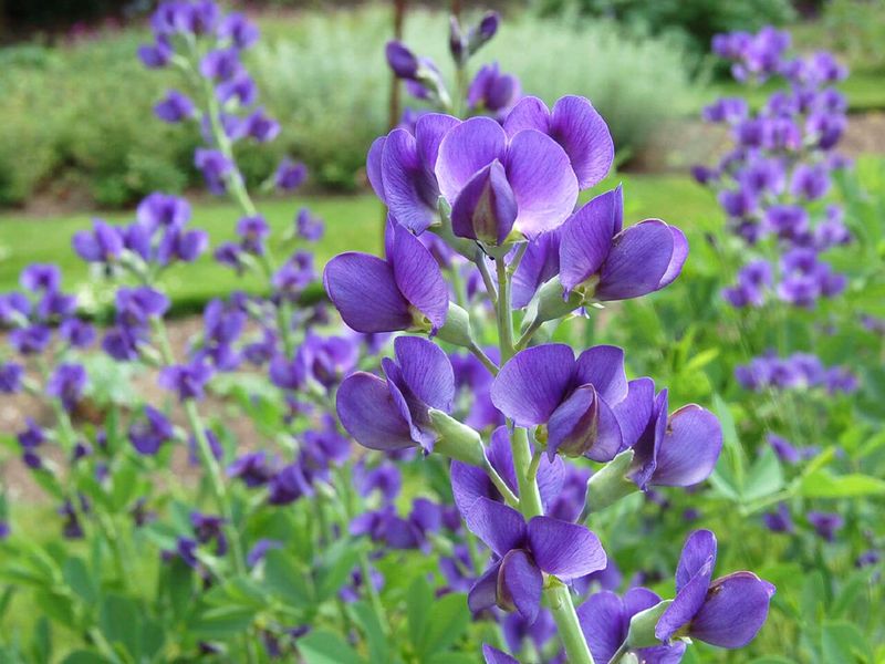 Blue False Indigo (Baptisia Australis)