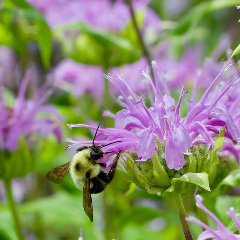 Wild Bergamot (Monarda Fistulosa)