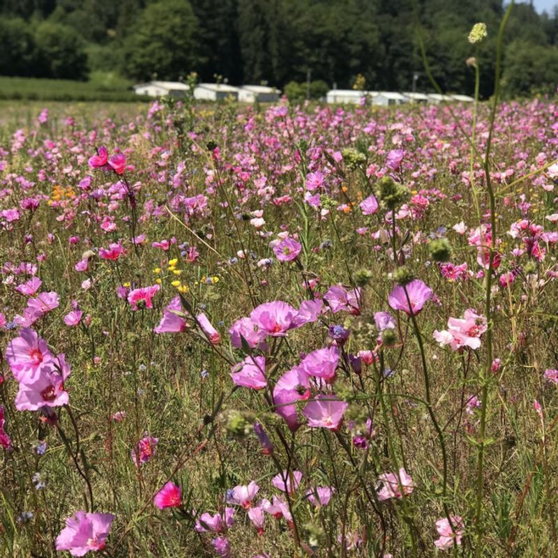 Farewell-to-Spring (Clarkia)