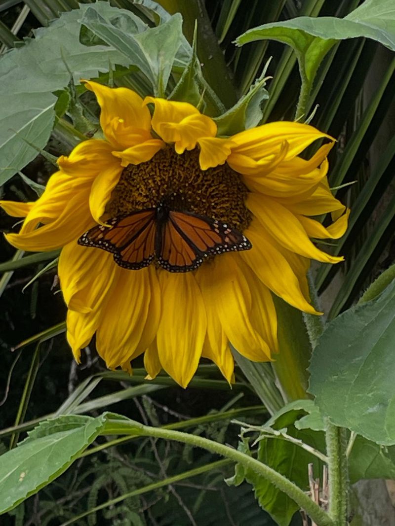 Annual Sunflowers Provide Nectar For Visiting Butterflies