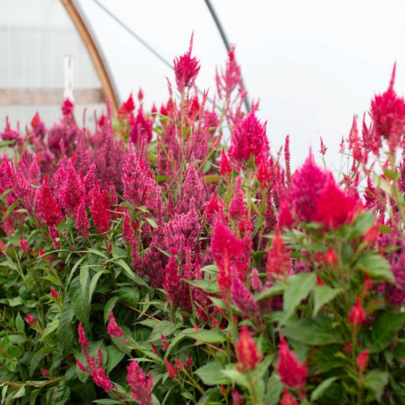 Celosia
