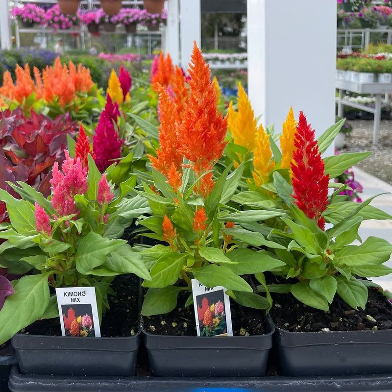Celosia Brings Flame Bright Color To Beds