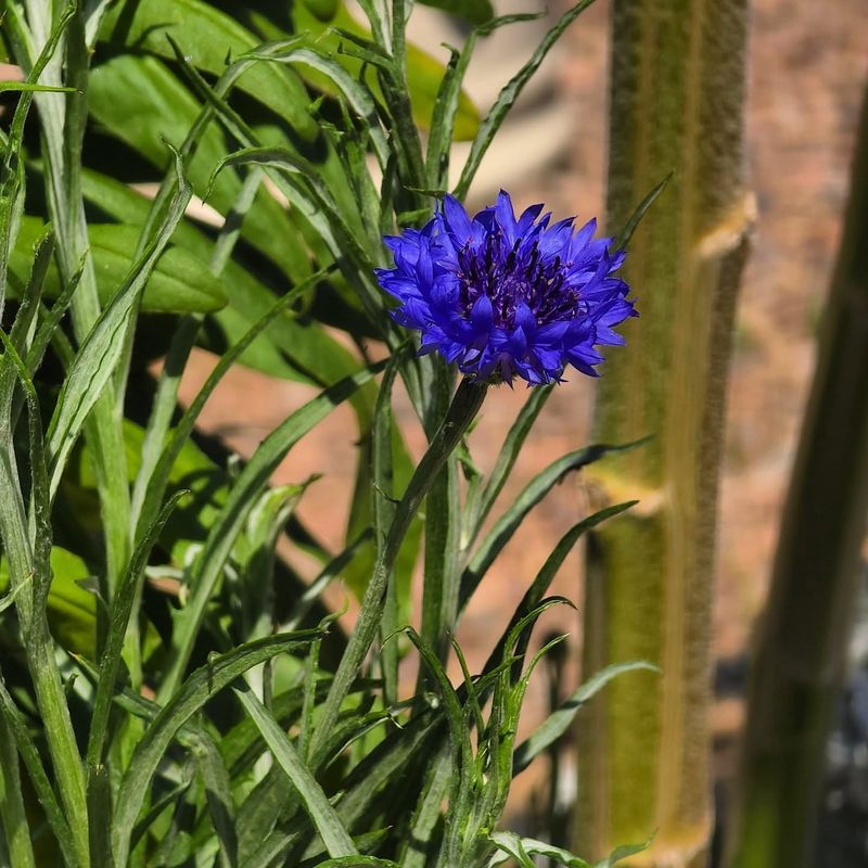 Bachelor's Buttons Tolerate Early Spring Sowing