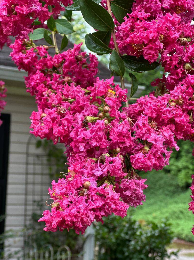 Established Trees Stay Reliable Through Long Summers