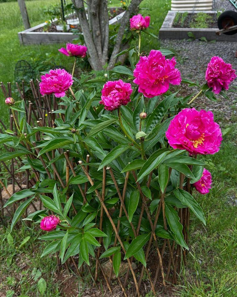 Support Keeps Heavy Blooms Upright