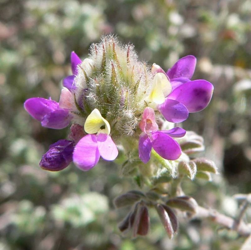 Trailing Dalea Creates A Silvery Spill Of Foliage In Dry Pots