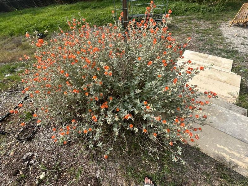 Desert Globemallow Adds Warm Blooms And Soft Texture