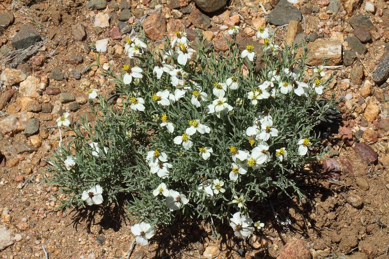 Desert Zinnia Brightens Dry Landscapes With Golden Blooms