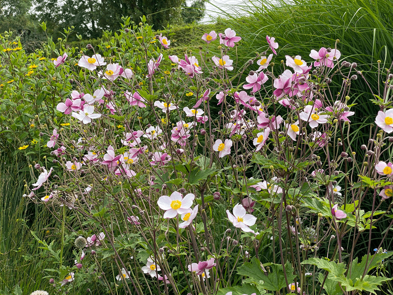 Japanese Anemone (Anemone Hupehensis)
