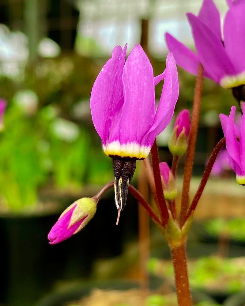Henderson’s Shooting Star With Their Vibrant Spikes