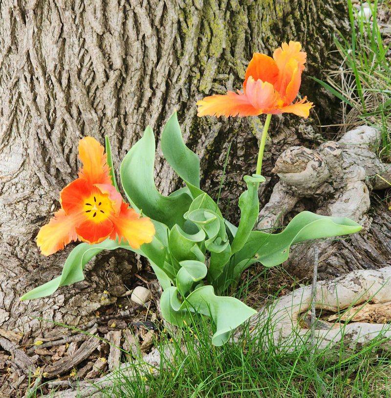 Early Tulips Add Bold Color As Spring Warms Up