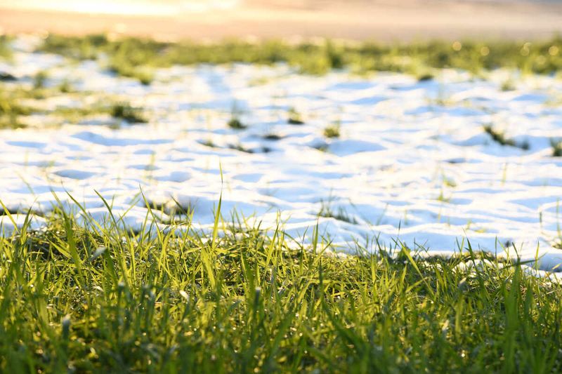 Freeze-Thaw Cycles Stress Grass Roots