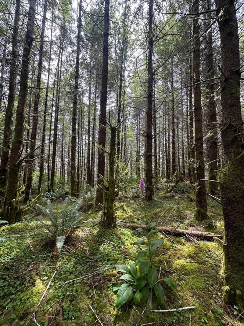 Situations Where Moss Removal May Not Be Necessary