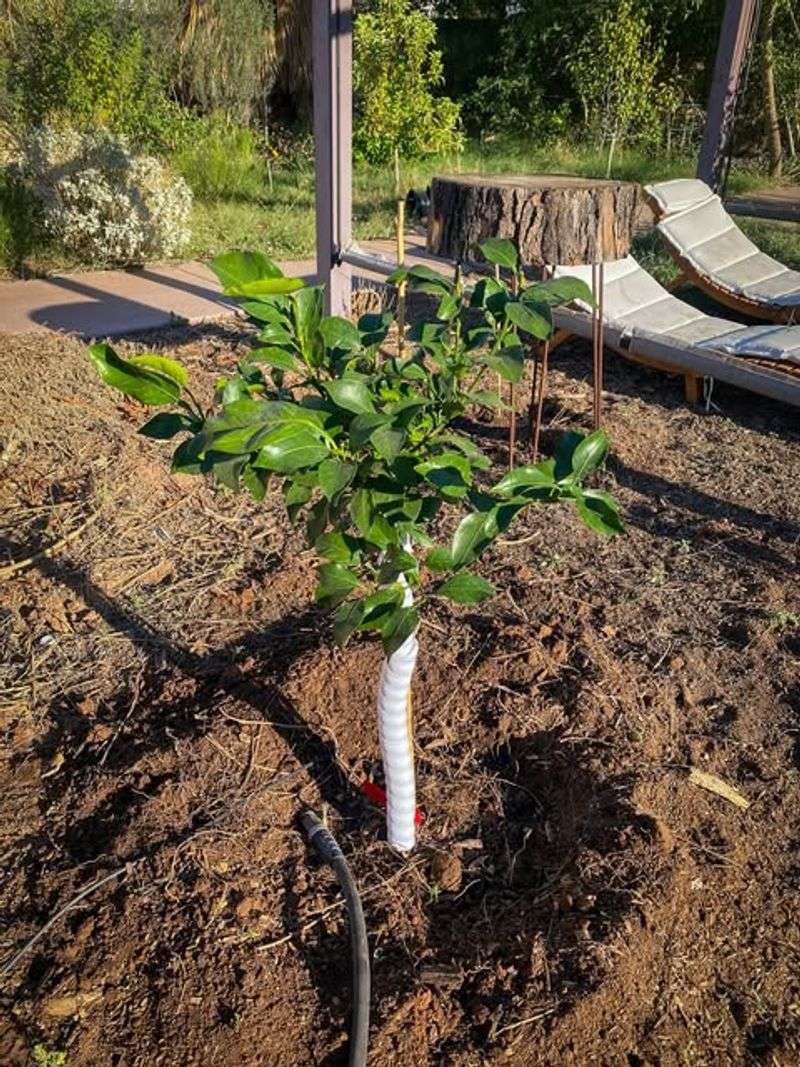Thin Bark Burns In Direct Afternoon Sun