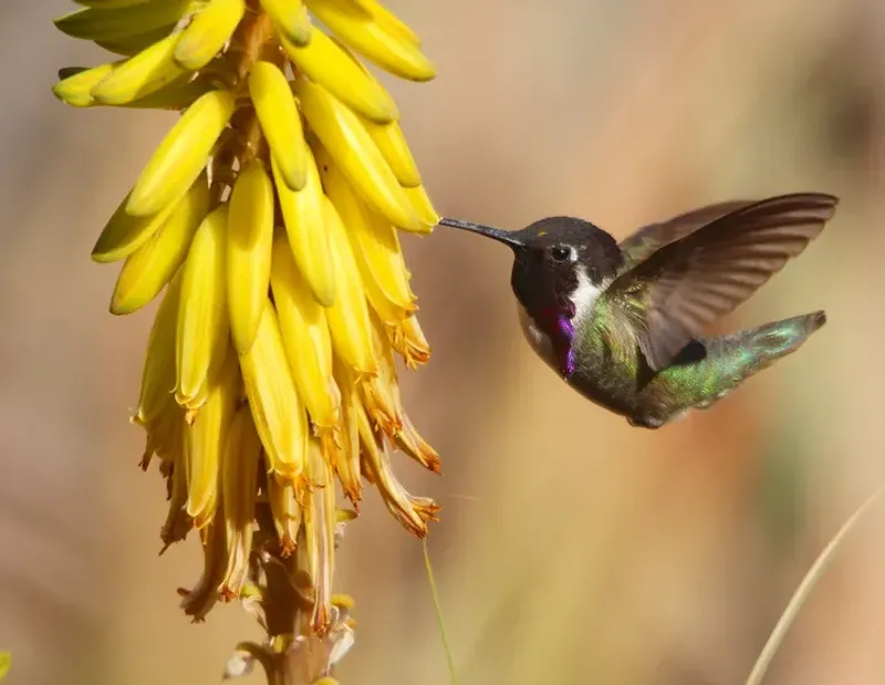 Supports Pollinators And Brings More Life Into The Landscape