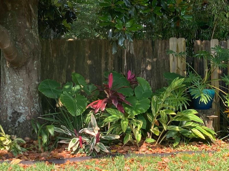 Shade-Friendly Fern Retreat