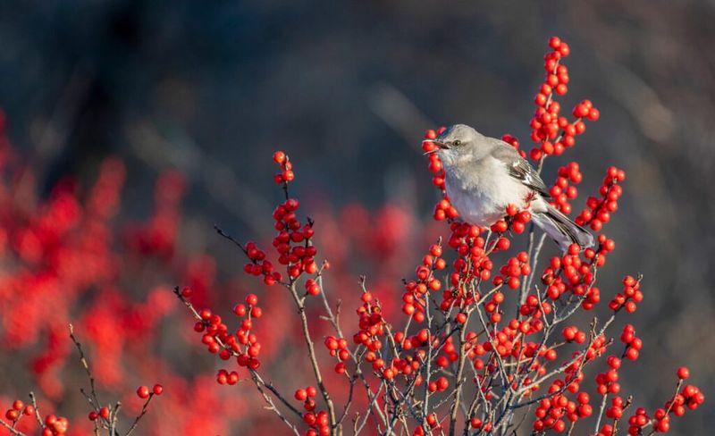 Winterberry Holly With Vibrant Red Winter Fruit