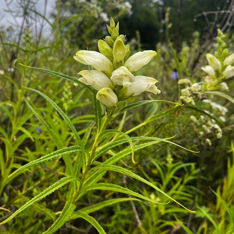 Turtlehead (Chelone Glabra)