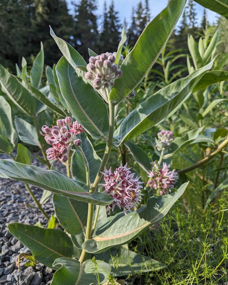 Showy Milkweed