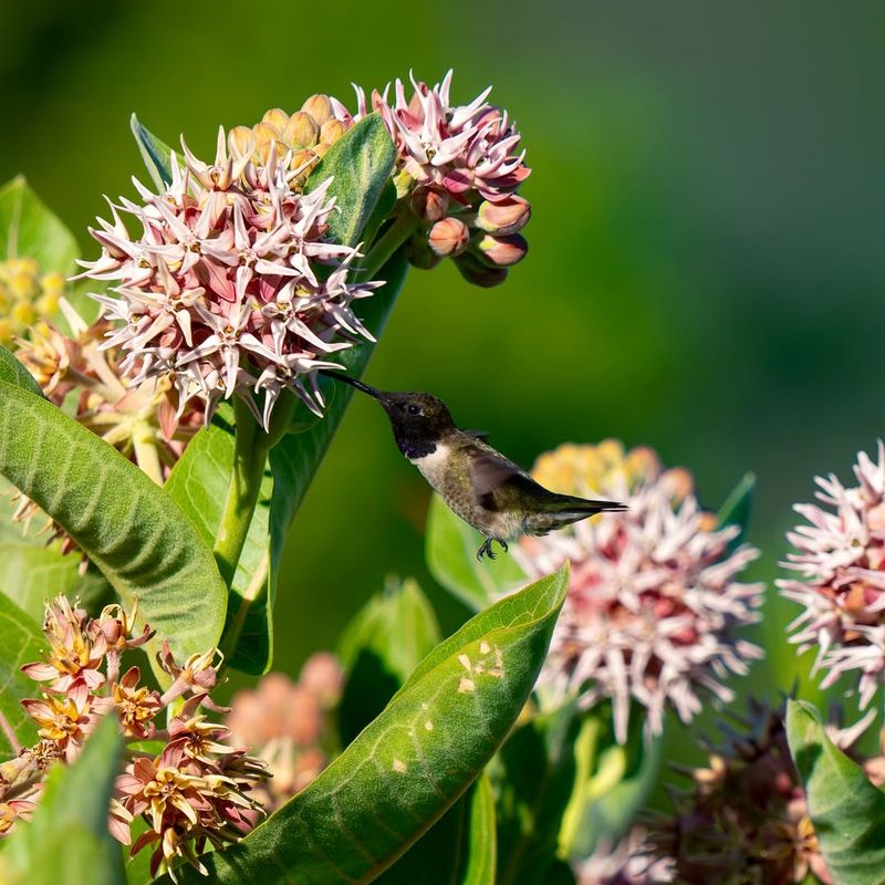 Showy Milkweed