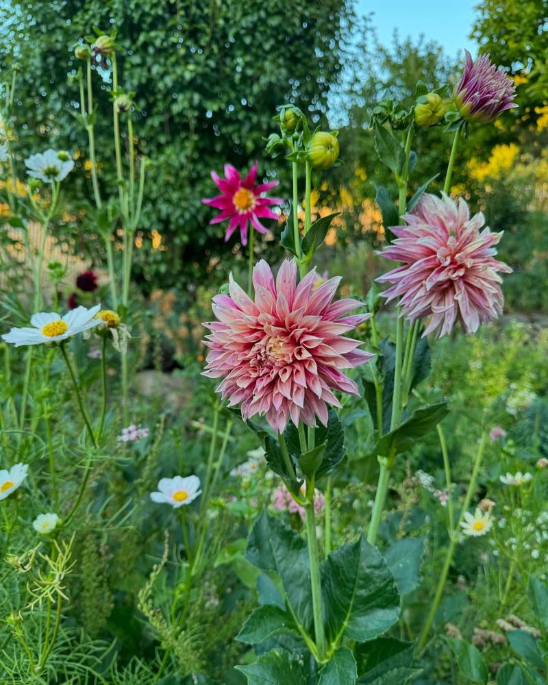 How To Get Blooms All Season