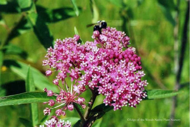 Swamp Milkweed Supporting Pollinators Abundantly