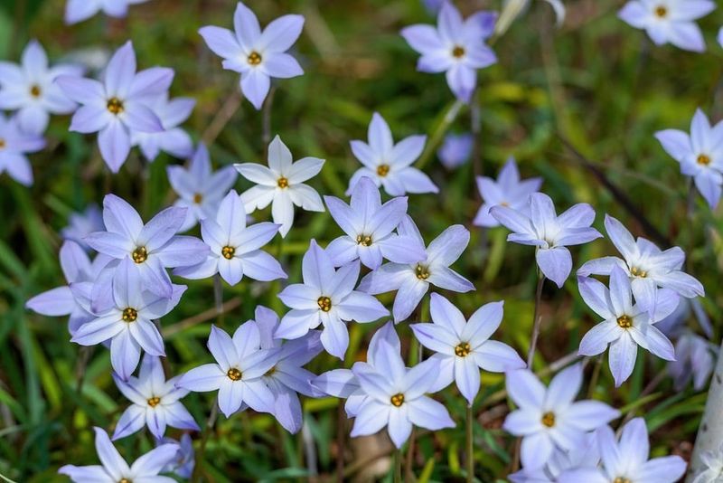 Spring Starflower