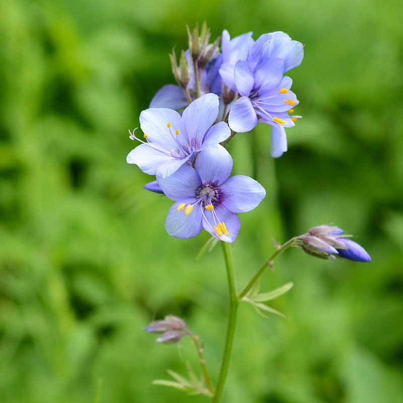 Jacob's Ladder Adds Soft Blue Spring Flowers