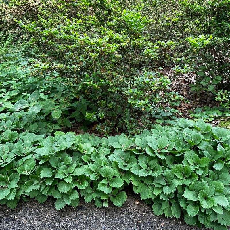 Allegheny Spurge Adds Soft Texture And Quiet Spring Color