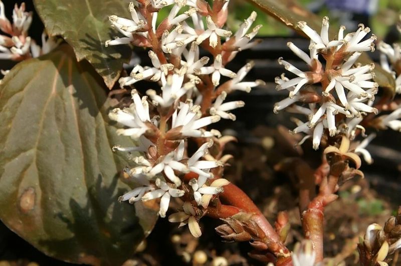 Allegheny Spurge Handles Cool Shade With Easy Woodland Style