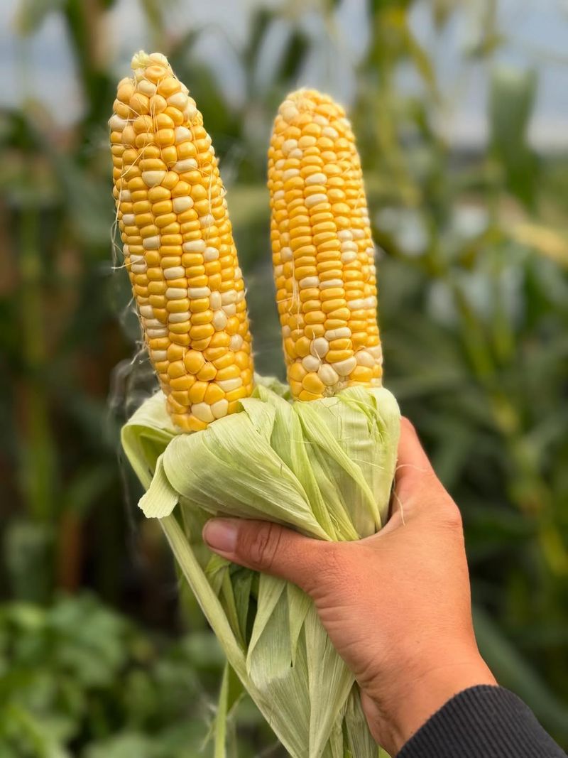 Sweet Corn