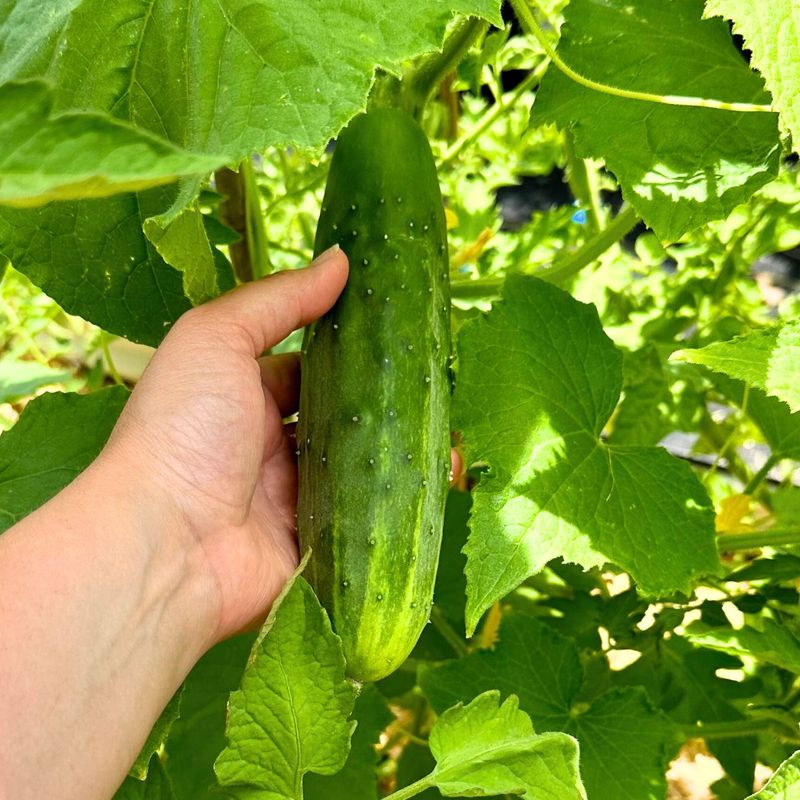 Cucumbers