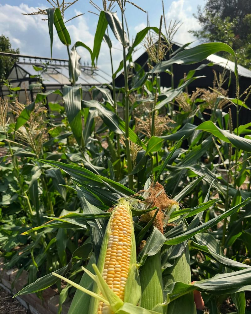Sweet Corn