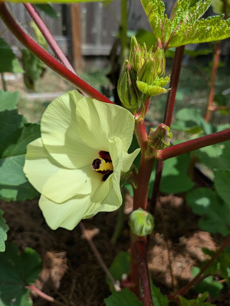 Okra Brings Tall Plants And Heat-Loving Flowers