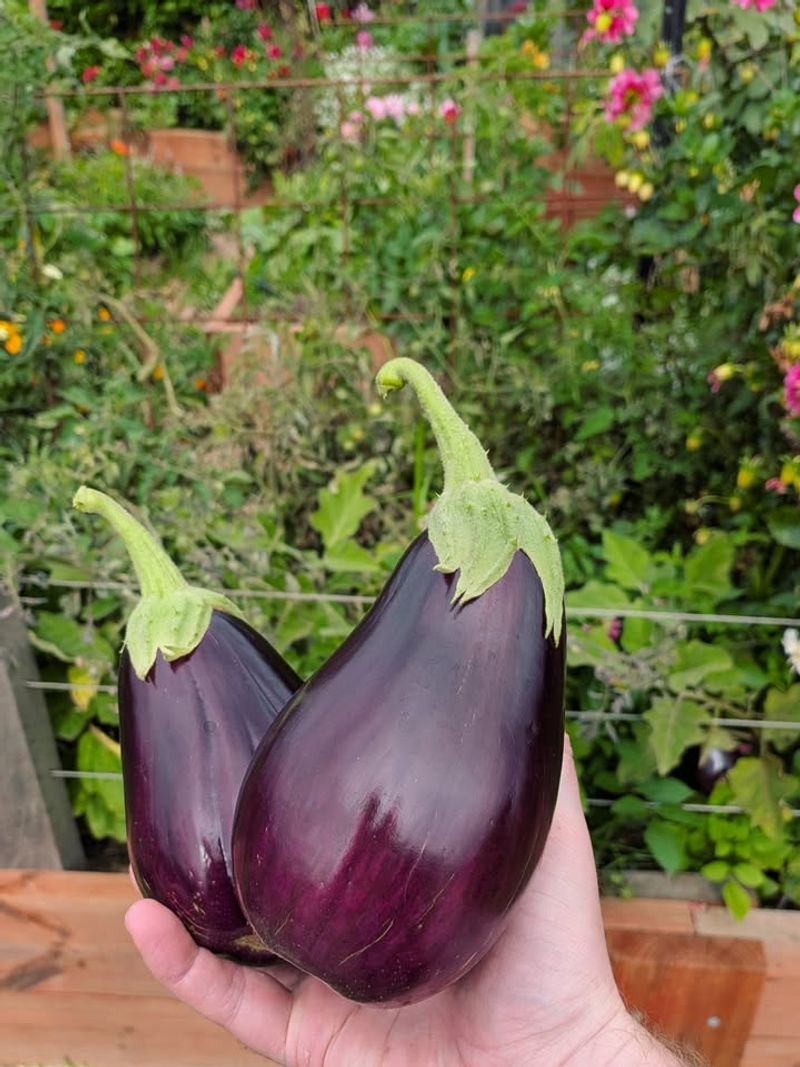 Eggplant