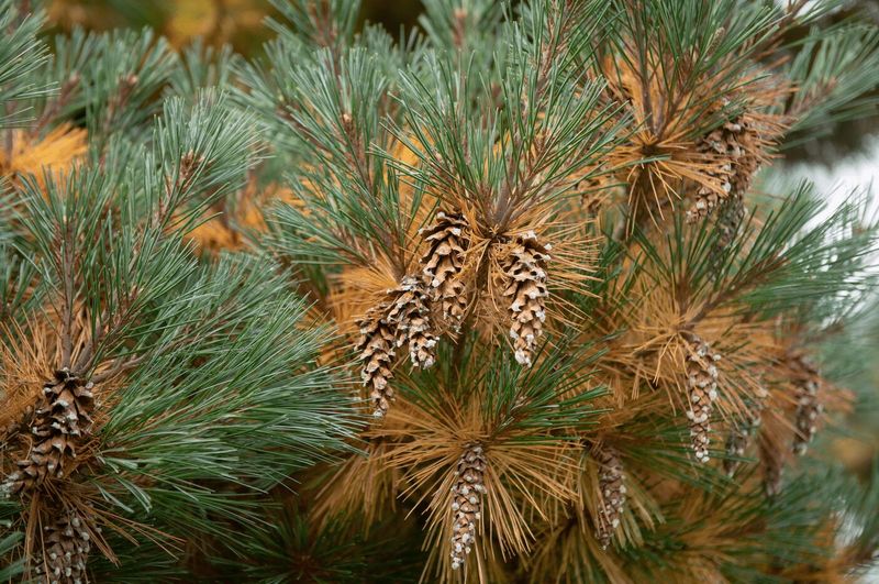 Brown Tips Are Different From A Fully Brown Branch