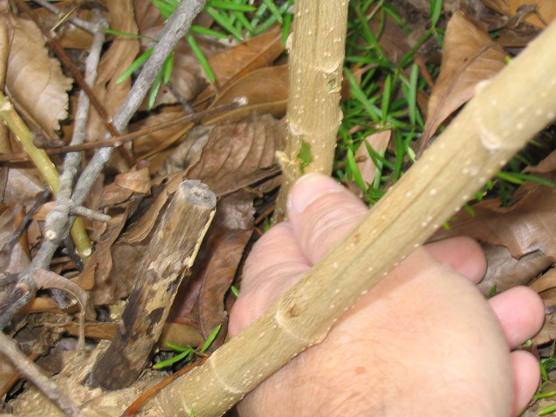 Scratching The Bark Can Reveal Living Tissue Beneath