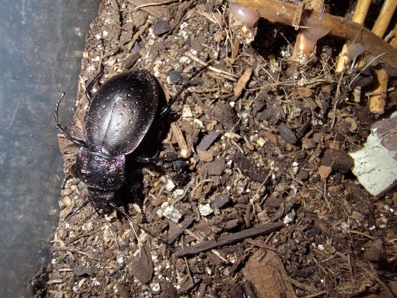 Ground Beetles Hunt Pests Close To The Soil