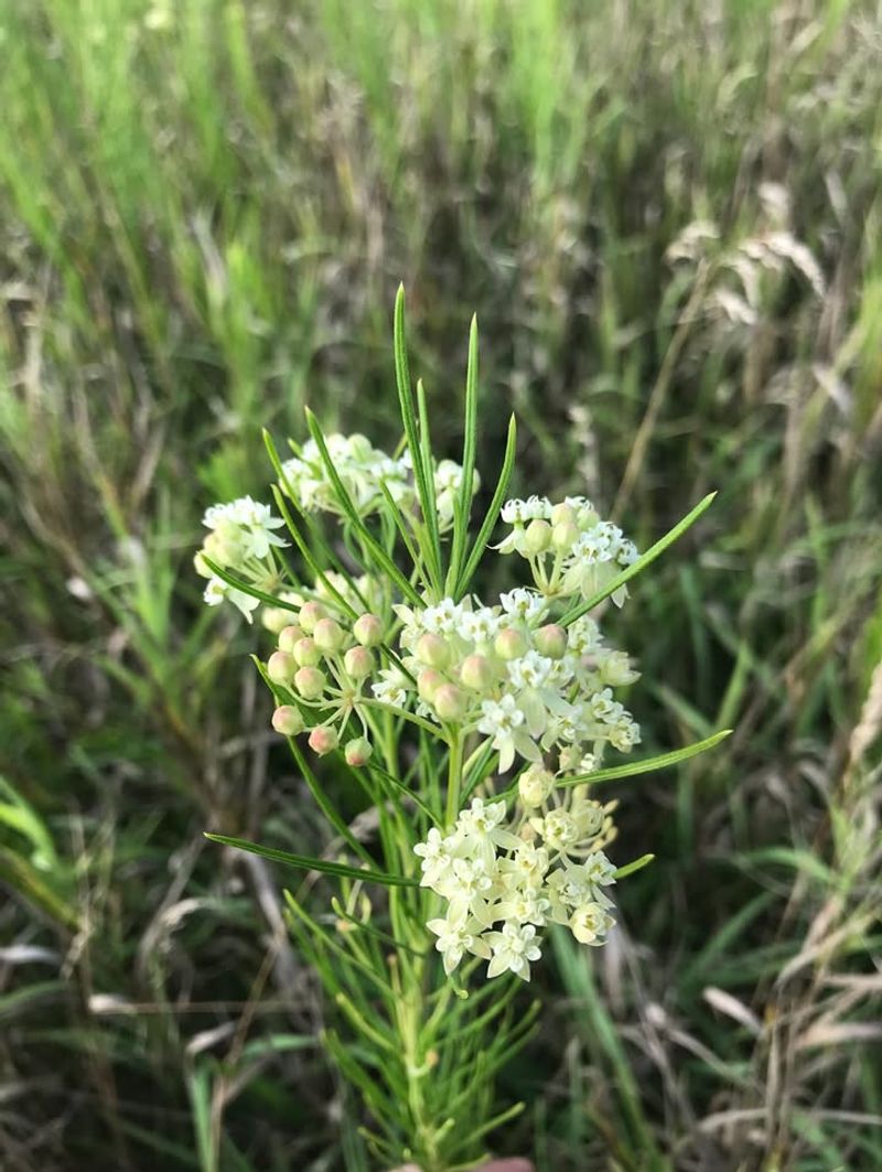 Whorled Milkweed Produces Clusters Of Delicate Flowers