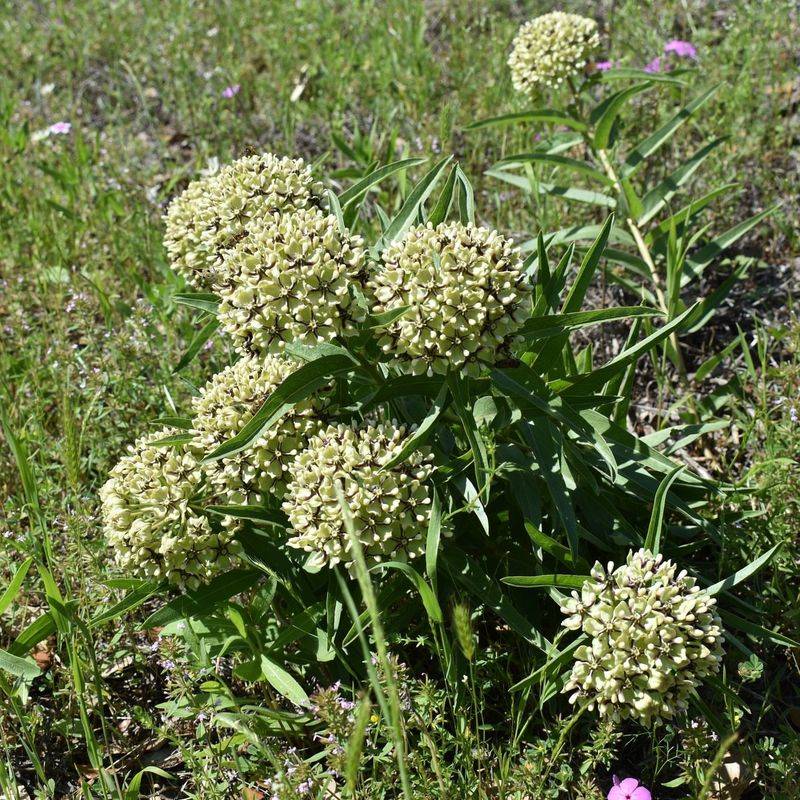 Antelope Horn Milkweed With Distinctive Seed Pods