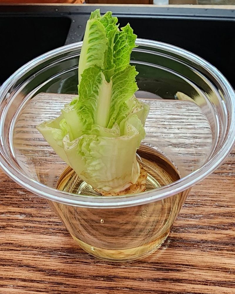 Romaine Lettuce Sends Out Fresh Leaves From The Base