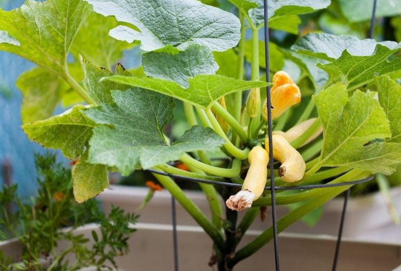 Compact Squash Varieties Flourish In Big Containers