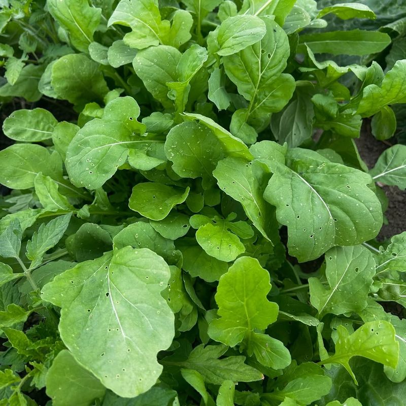 Arugula Produces Tender Leaves In Cool Weather