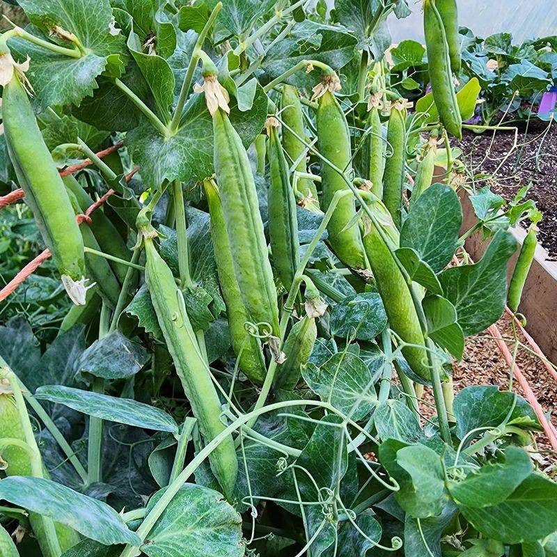 Peas Climbing Early With Sweet Pods