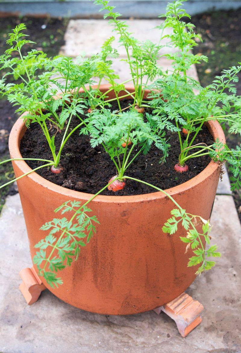 Carrots Develop Well In Deep Pots With Loose Soil
