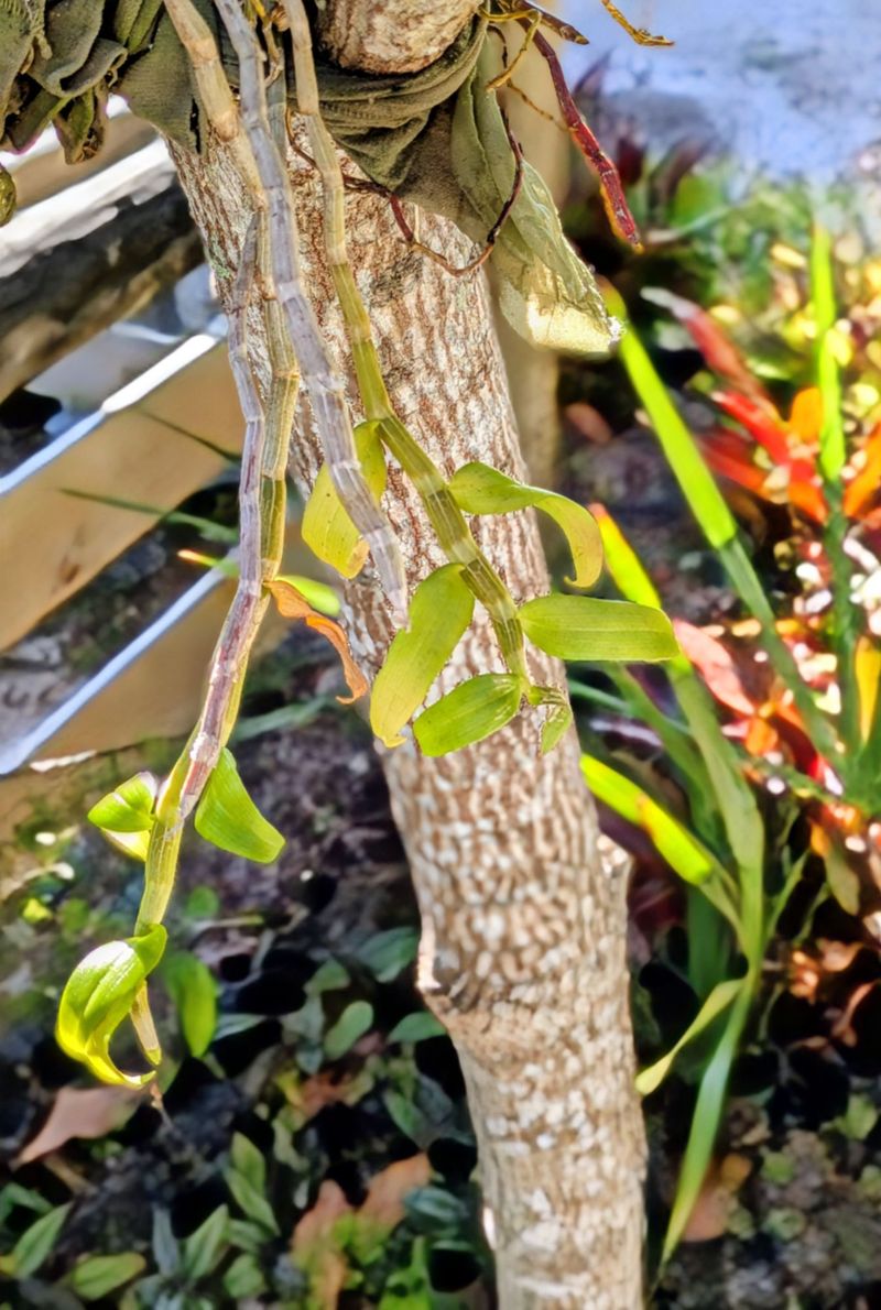 Delayed Growth Is Common After Florida Freezes