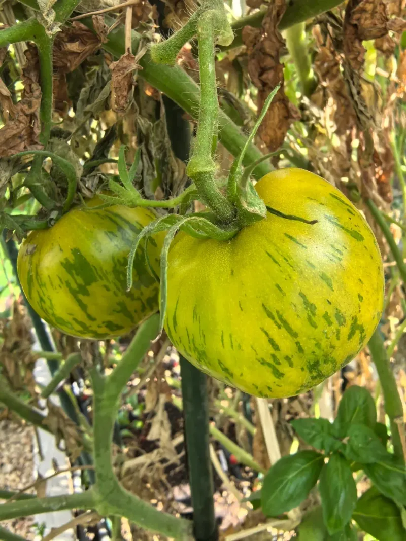 Aunt Ruby's German Green Surprises With Sweetness And Size