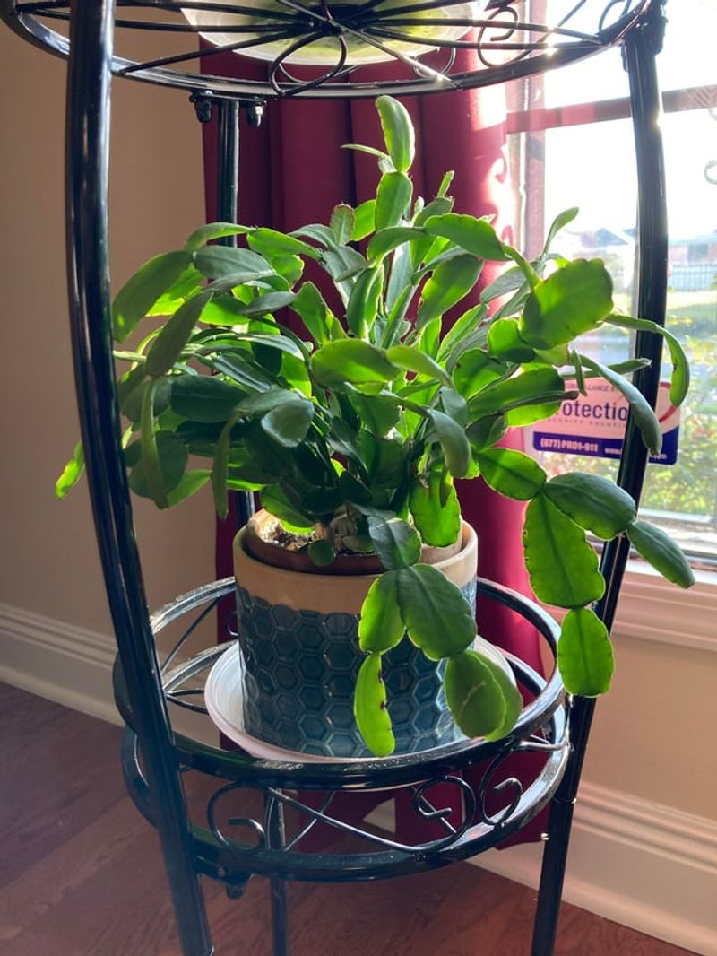 Indoor Shelves Near South Windows With Sheer Curtains