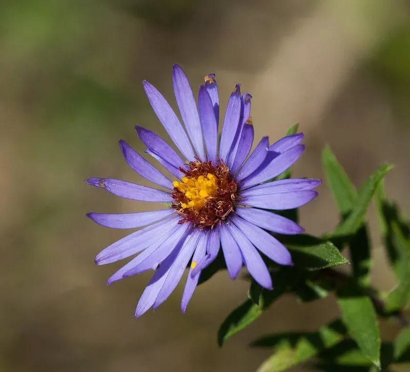 Fall Aster (Symphyotrichum Oblongifolium)